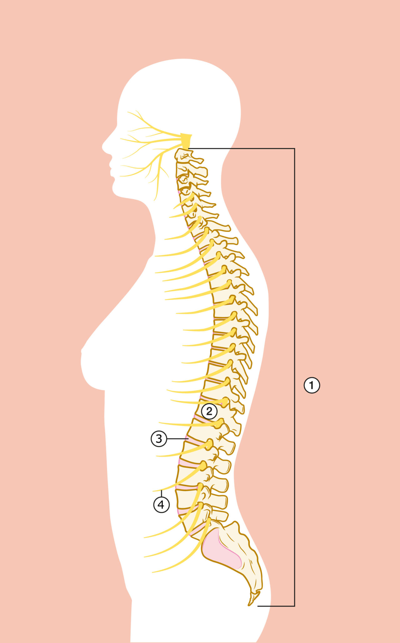 Begrijp je - Pharos